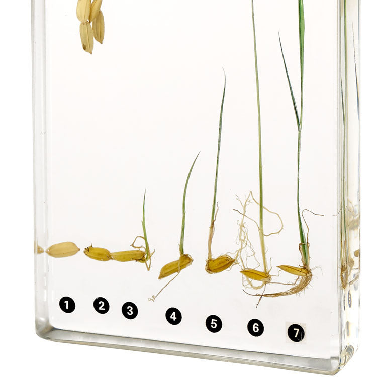 Kindermatic Paddy Rice Germination Specimen 水稻發芽過程標本