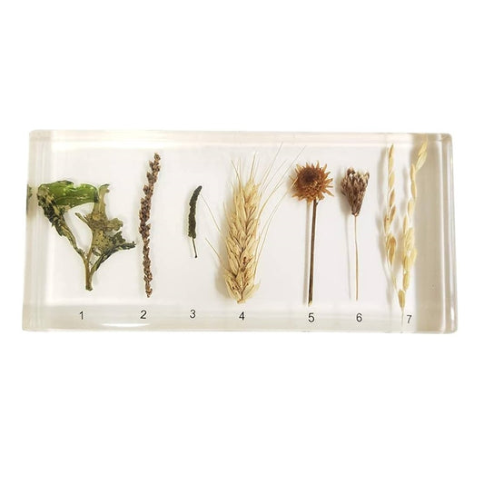Kindermatic Colour-Preserving Specimens of Inflorescence Types 花序類型保色標本