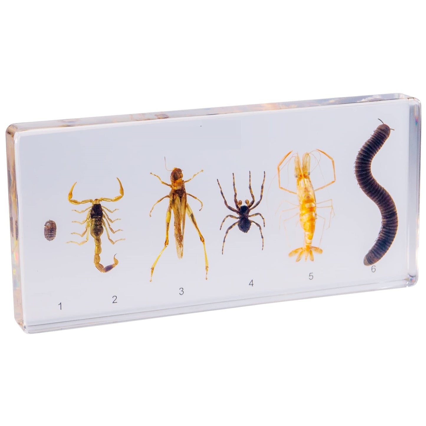 Kindermatic Arthropods Specimens 節肢動物標本