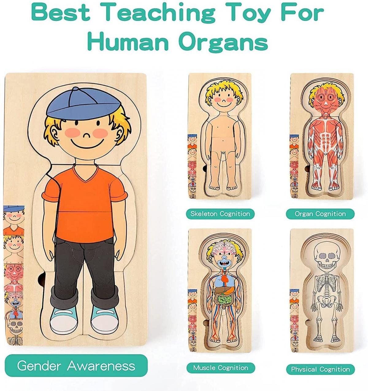 KidzLane Wooden My Body Puzzle Boy 5 Layer Jigsaw 我的身體拼圖木製男孩款