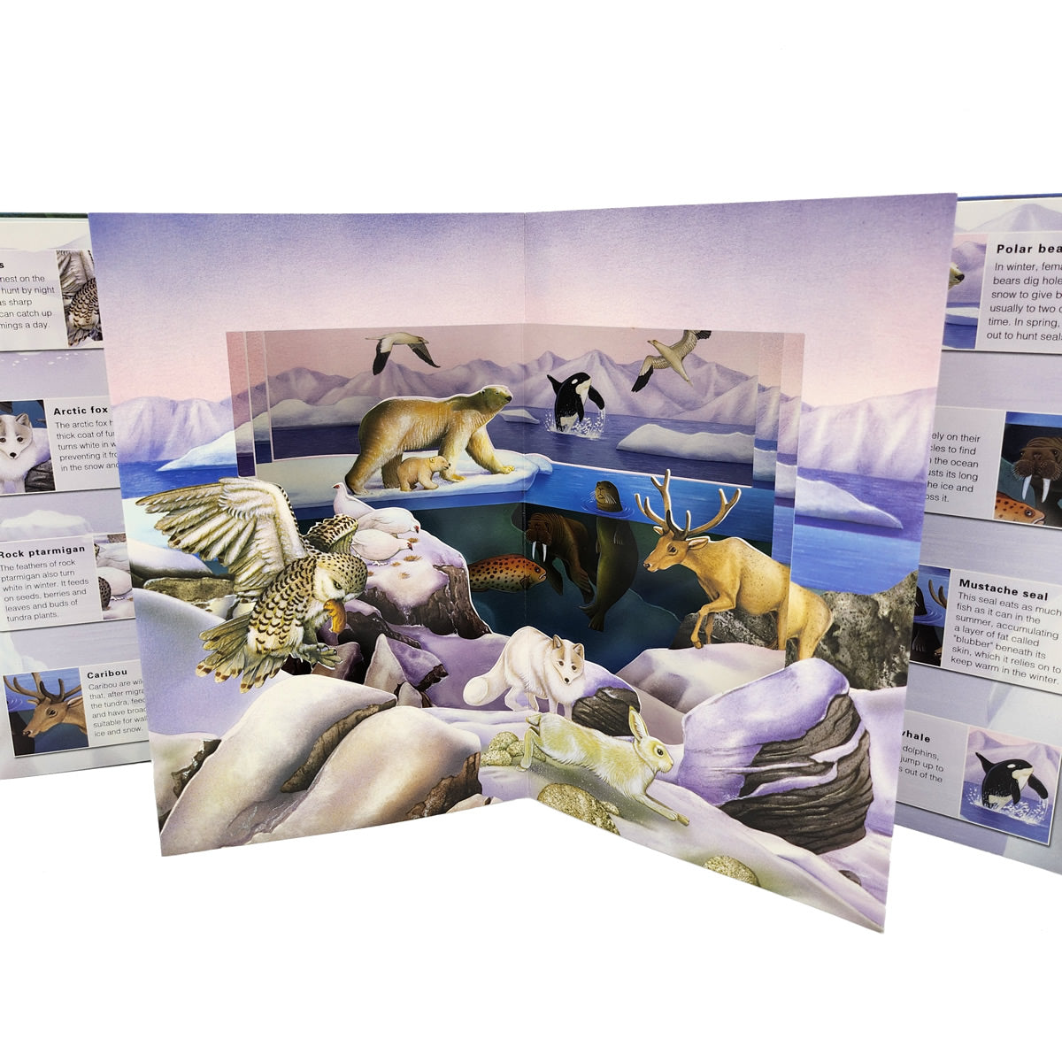 3D Wild Animals Pop-up Book 3D動物世界立體書