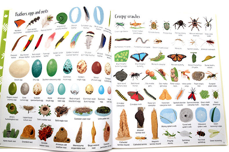 Usborne 1000 Things in Nature 大自然圖解詞典 1000 Things in Nature