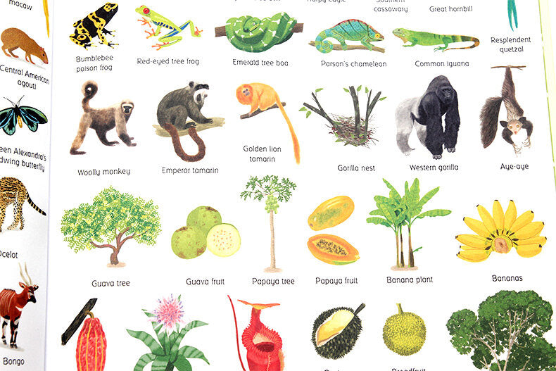 Usborne 1000 Things in Nature 大自然圖解詞典 1000 Things in Nature