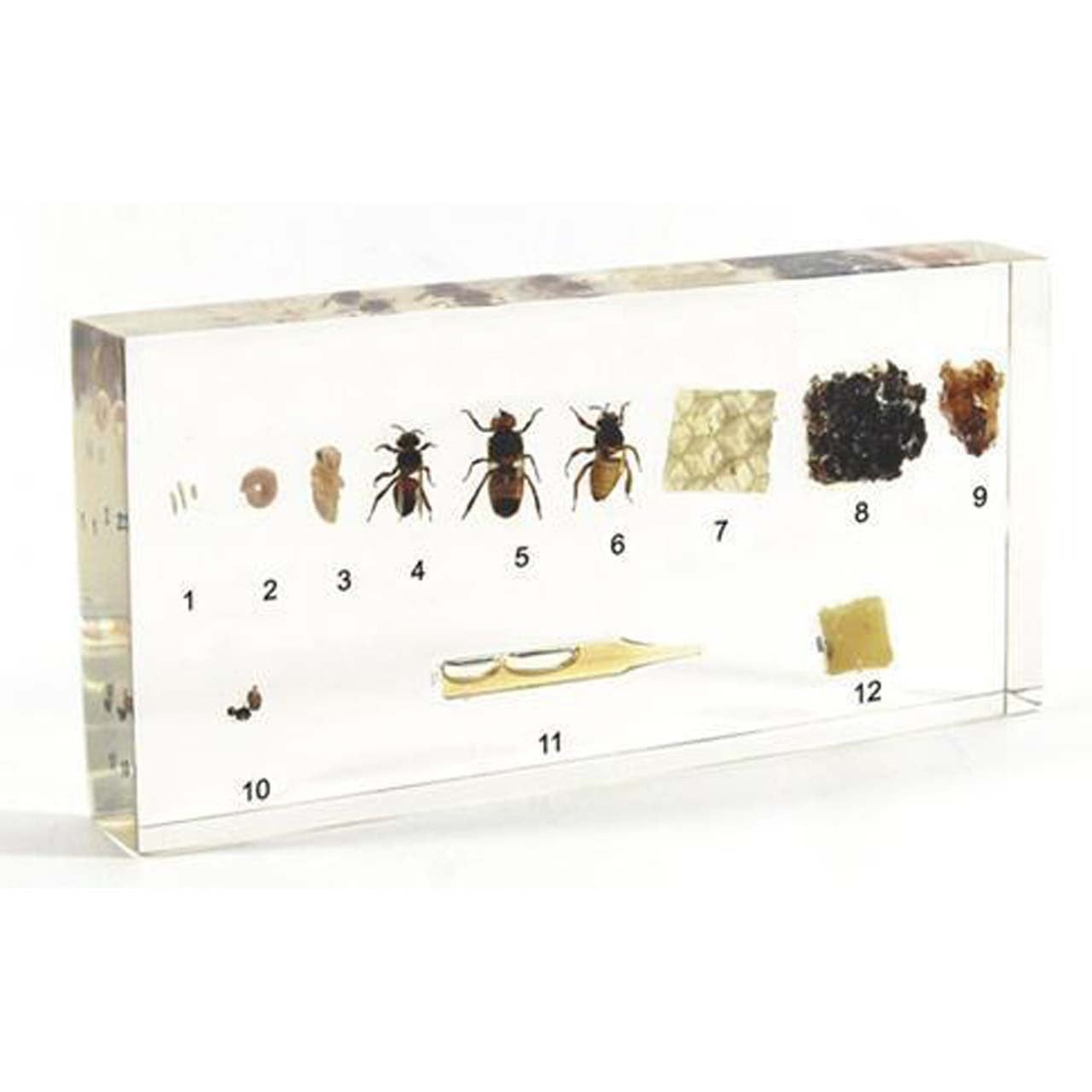 Kindermatic Life Cycle of Honeybee Specimen 蜜蜂生長標本