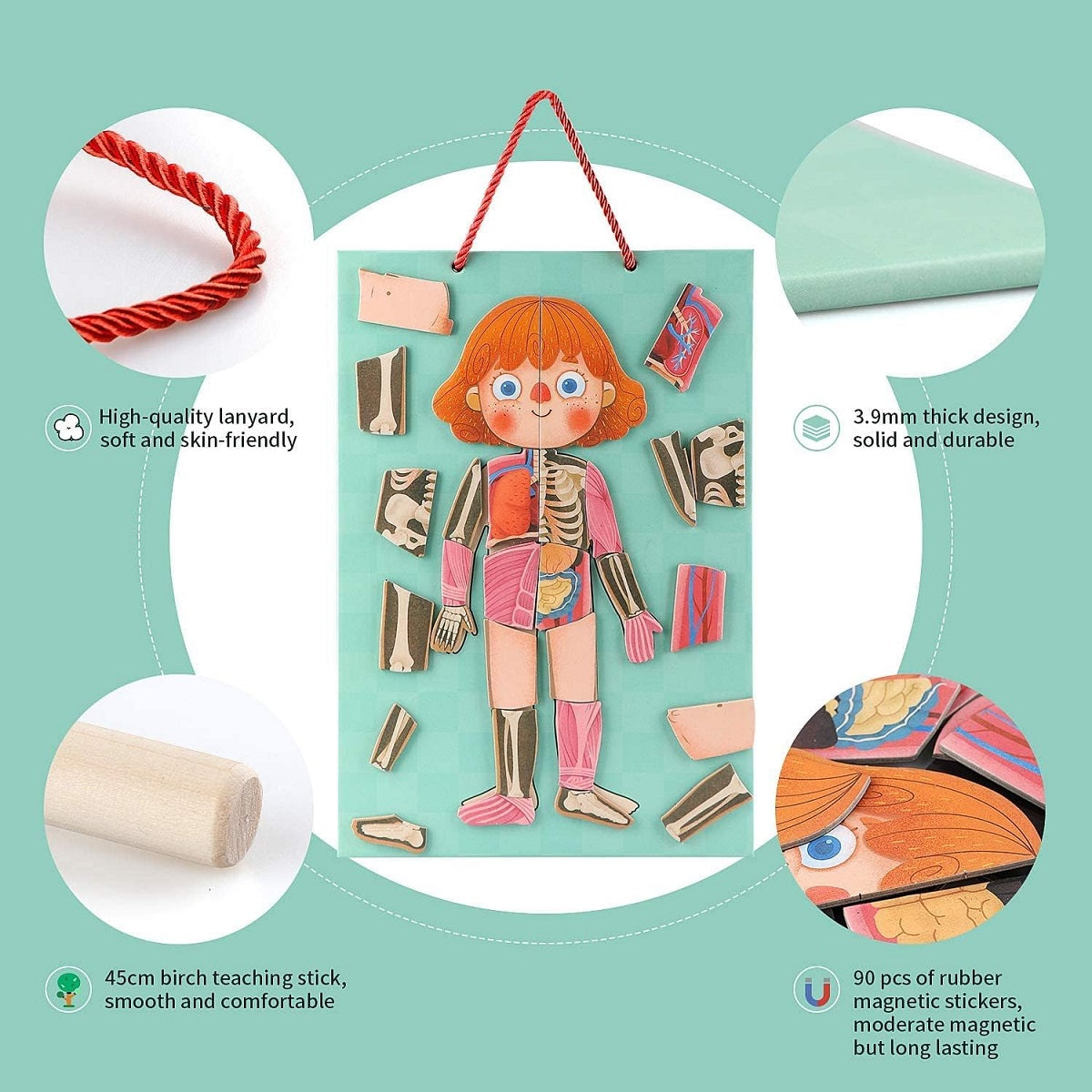 Human Body Learning Magnetic Puzzle 認識我們的身體磁性拼圖