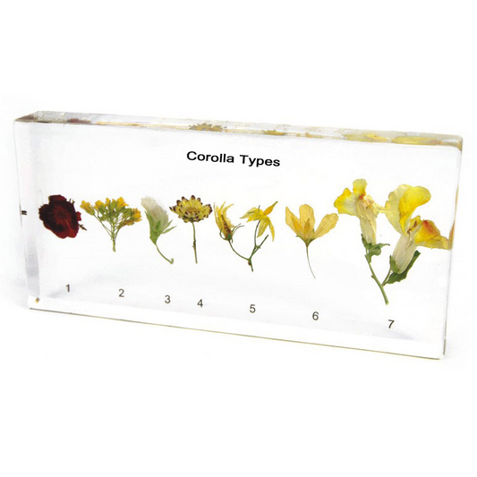 Kindermatic Colour-Preserving Specimen of Corolla Type 花冠類型保色標本