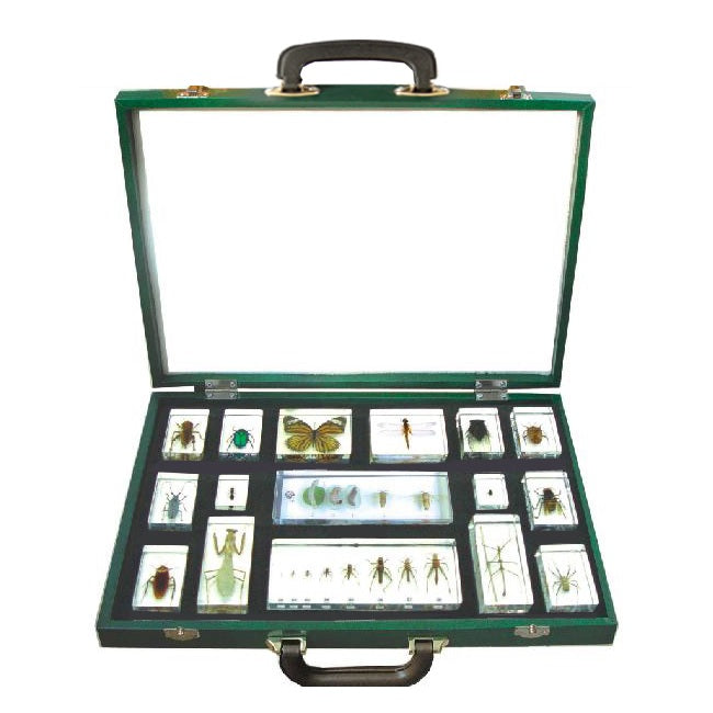 Kindermatic 16 Kinds of Insect Specimen 16種昆蟲標本