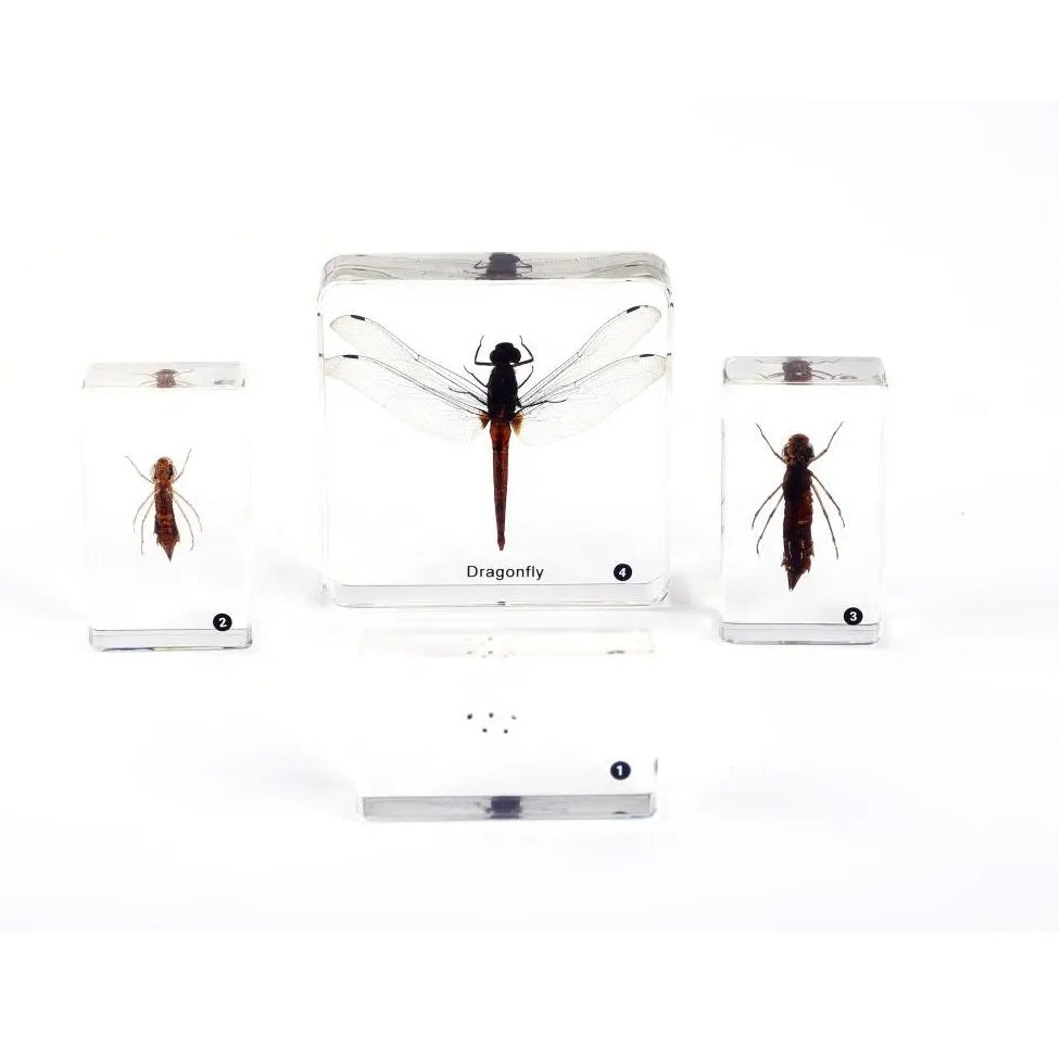 Kindermatic Life Cycle of Dragonfly Specimen Boxset 蜻蜓成長記標本盒裝