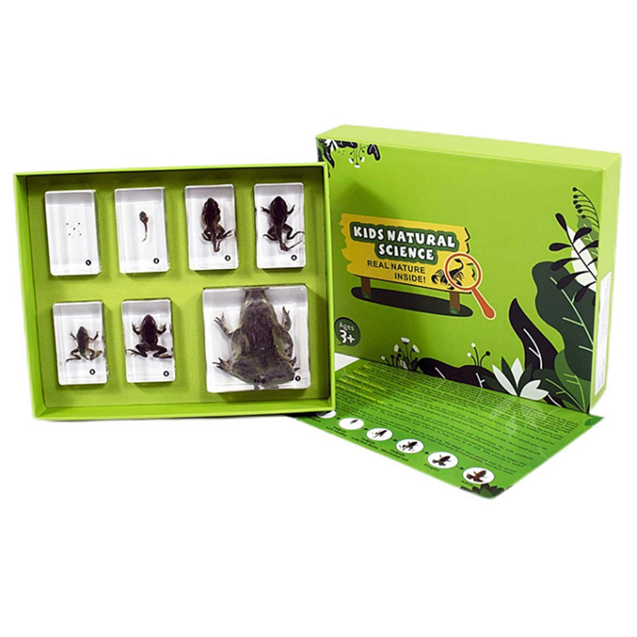 Kindermatic Frog Development Specimen Boxset 青蛙成長記標本盒裝