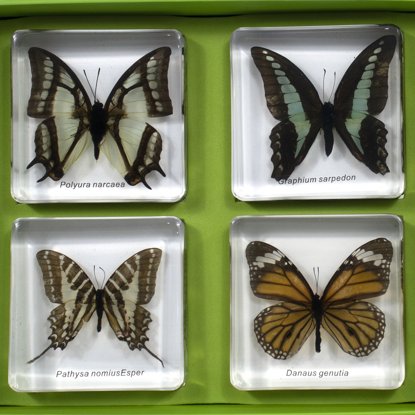 Kindermatic Butterflies Types Observation Set 蝴蝶類型觀察標本套裝