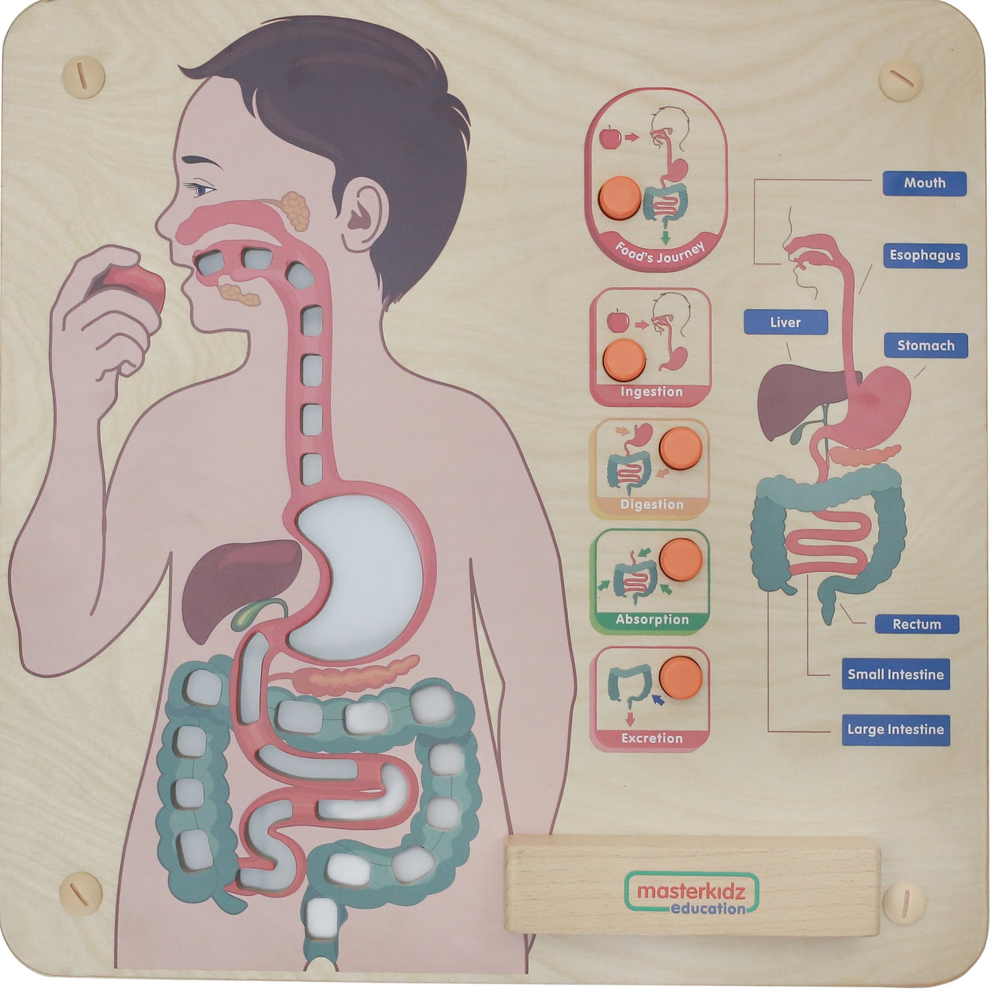 Masterkidz Wall Elements - Digestive System 牆面遊戲 - 消化系統