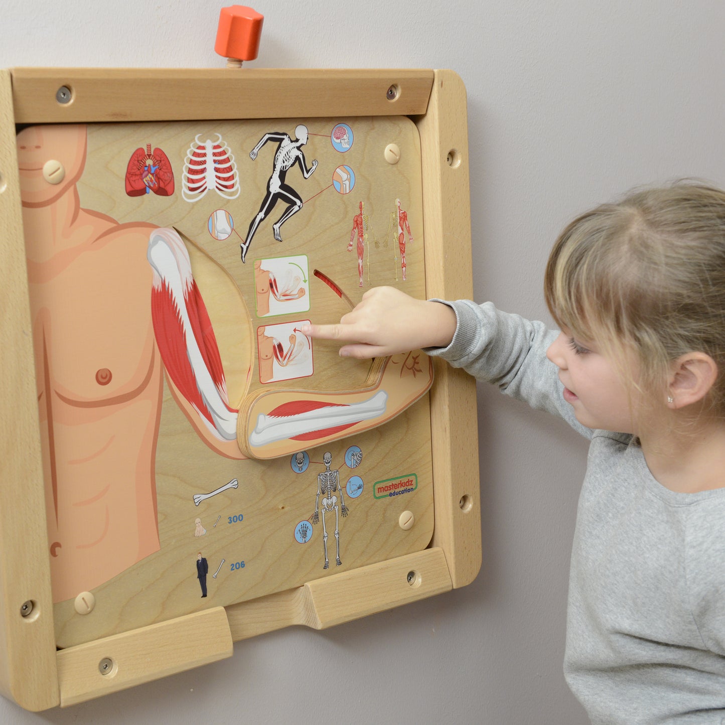 Masterkidz Wall Element - Muscular and Skeletal Systems 牆面遊戲 - 肌肉骨骼系統