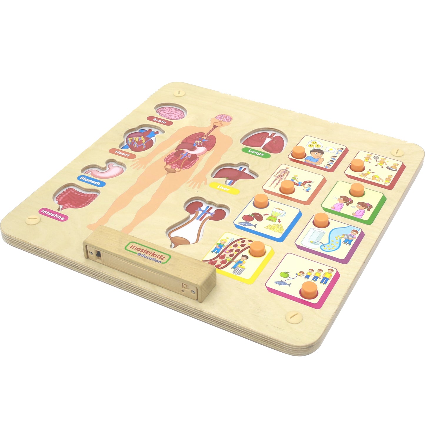 Masterkidz Wall Element - Human body Systems 牆面遊戲 - 人體系統與器官