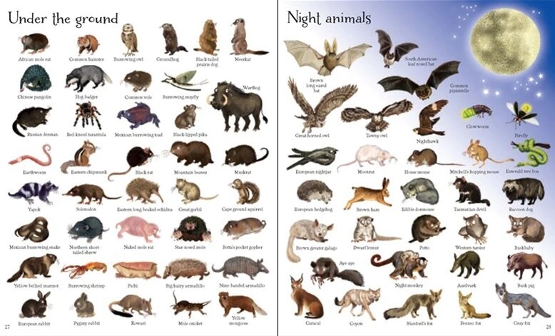 Usborne 1000 Animals 動物主題插圖字典