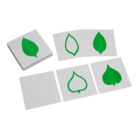 Kindermatic Montessori Leaf Cards 蒙特梭利 樹葉櫃術語三段卡 英文