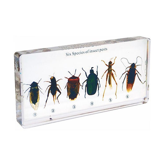 Kindermatic Six Species of Insect Pests Specimens 六種害蟲標本