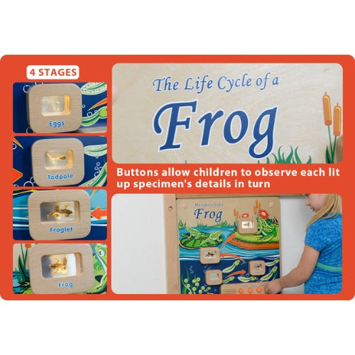 Masterkidz Wall Elements - Light-Up Frog Life Cycle Stages Panel 牆面遊戲-青蛙成長階段標本探索燈板