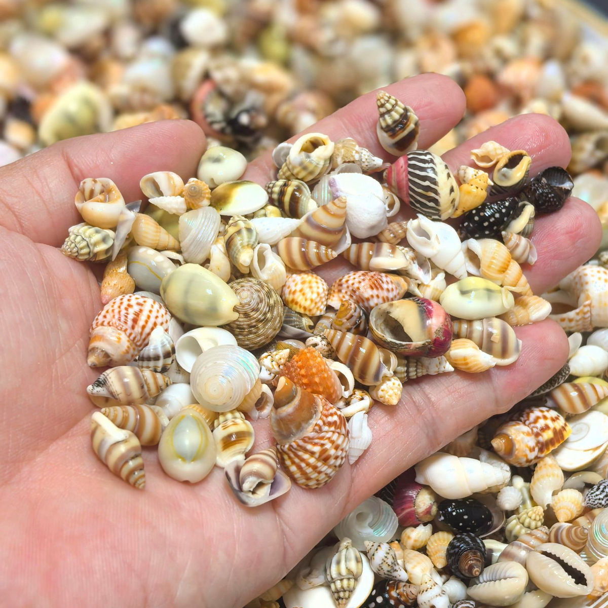 Mixed Tiny Seashells 混裝天然小海貝