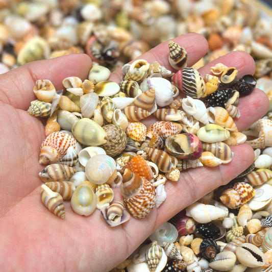 Mixed Tiny Seashells 混裝天然小海貝