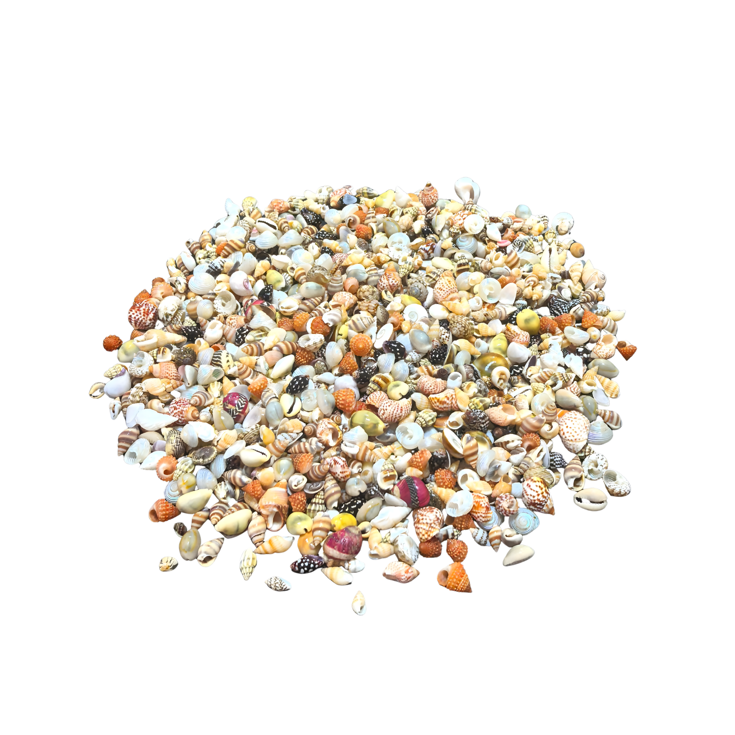 Mixed Tiny Seashells 混裝天然小海貝