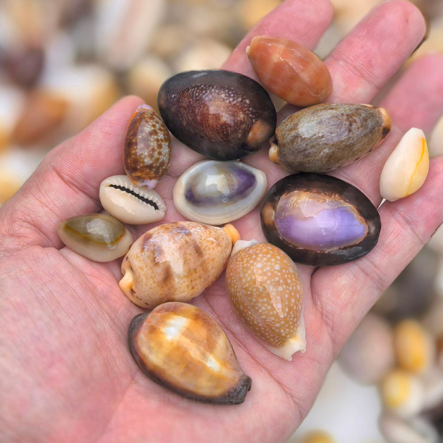 Mixed Tiny Seashells 混裝天然小海貝