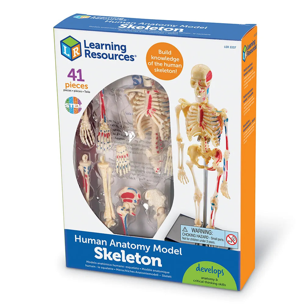 Learning Resources Human Anatomy Model - Skeleton