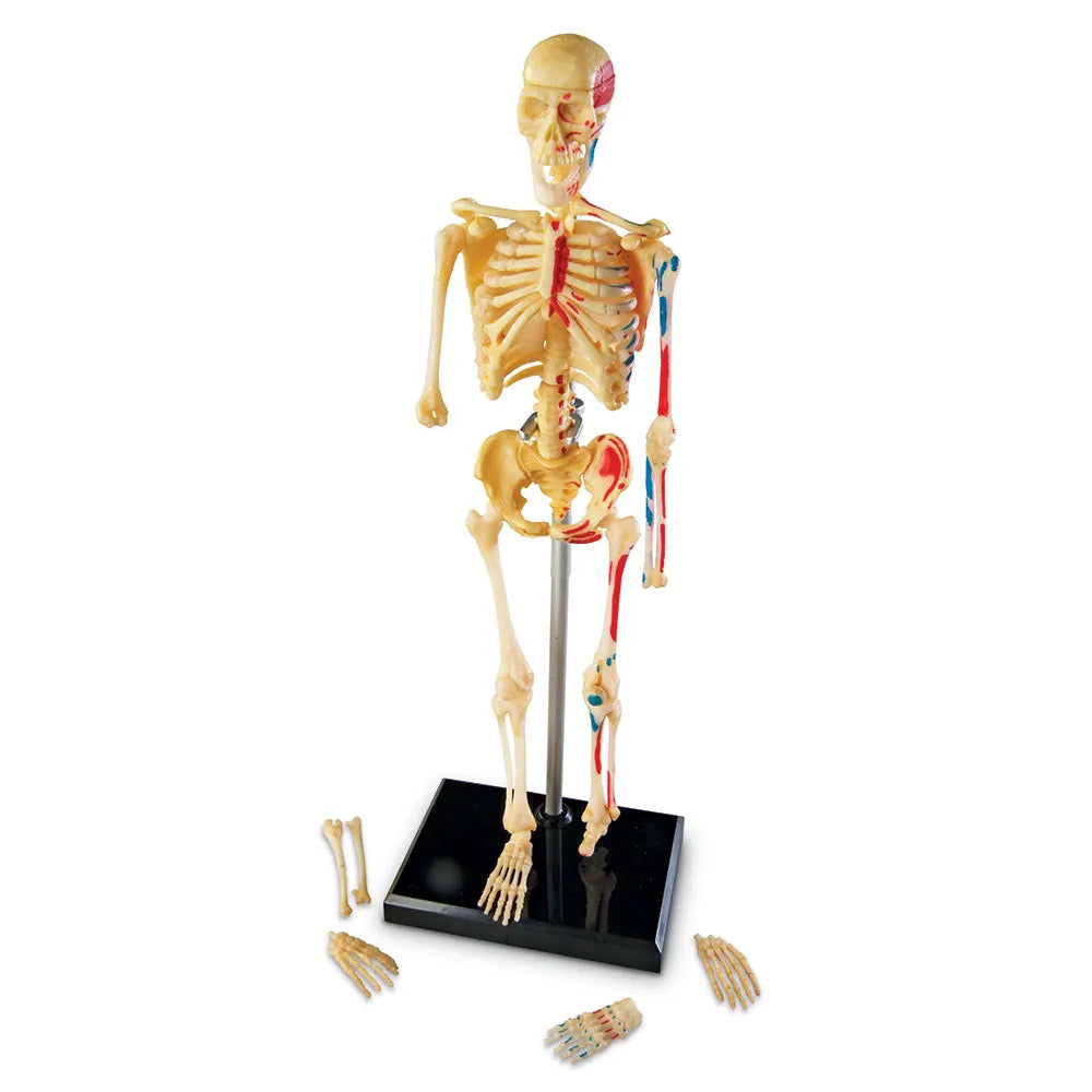 Learning Resources Human Anatomy Model - Skeleton – MY SCHOOL BUS