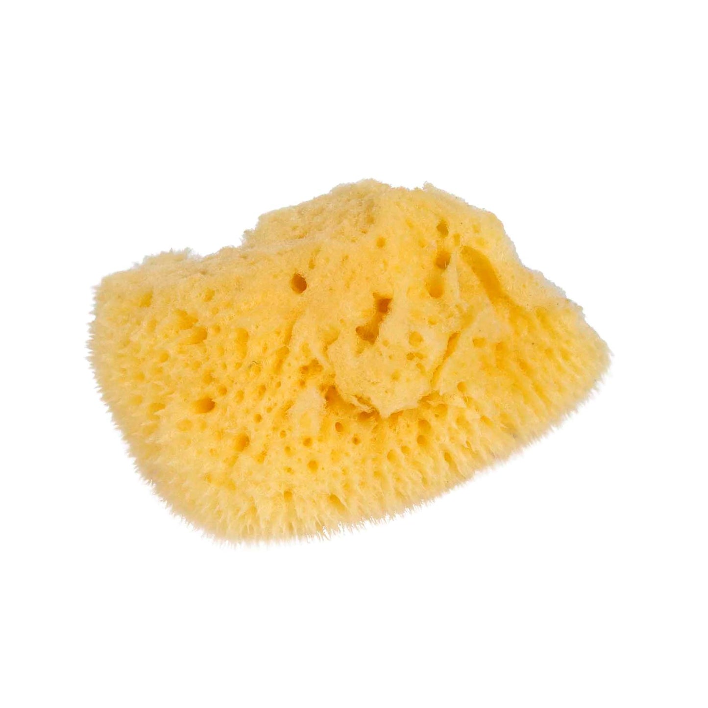 Nienhuis Montessori Natural Sponge: Small 蒙特梭利教具- 天然海綿：小號