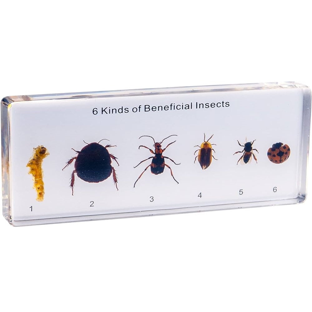 Kindermatic 6 Kinds of Beneficial Insect Specimens 六種益蟲標本 – MY SCHOOL BUS