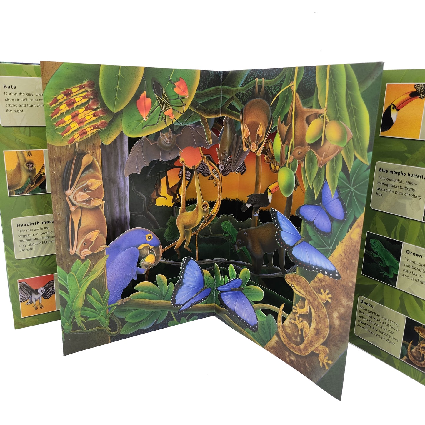 3D Wild Rainforest Pop-up Book 3D熱帶雨林立體書
