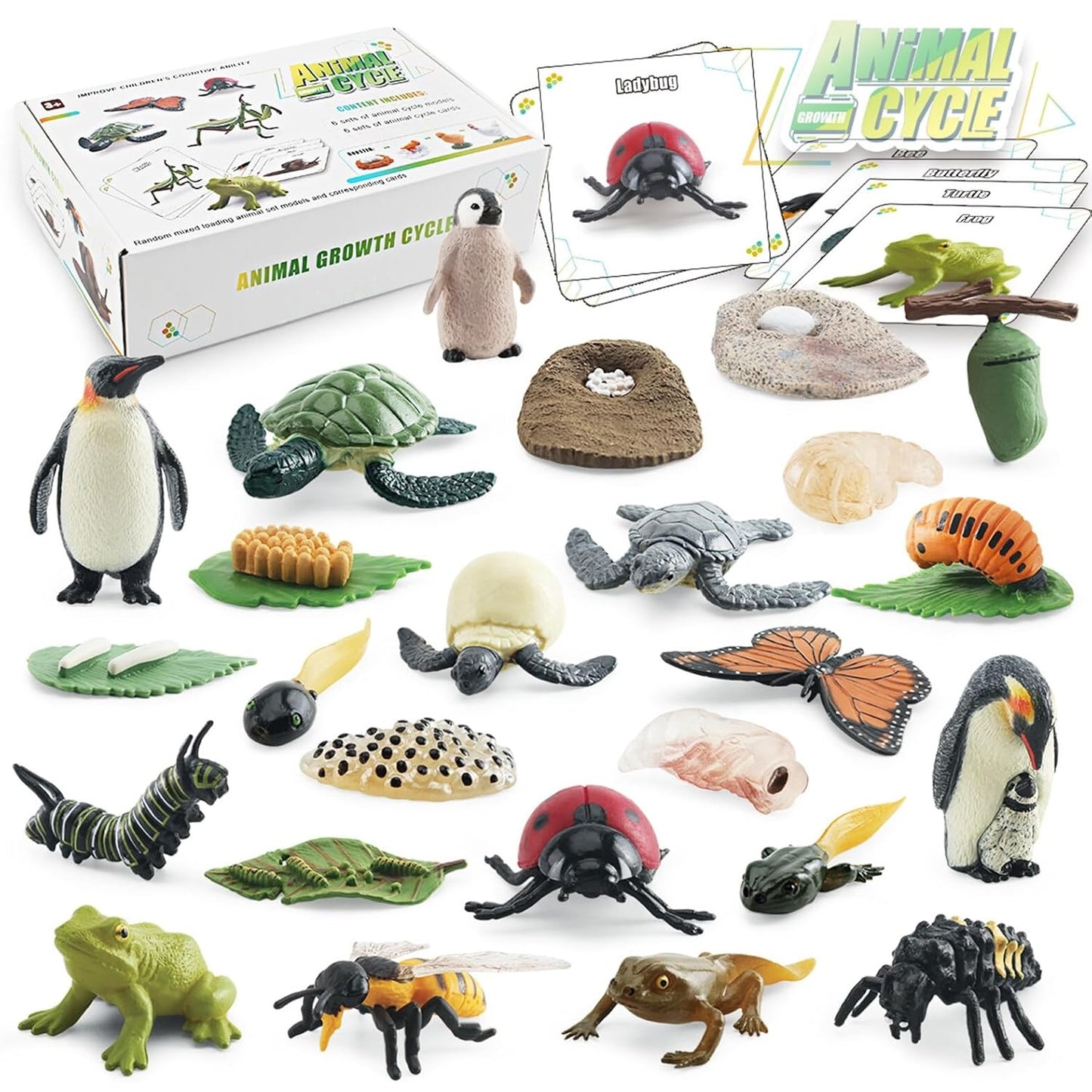 Animal Growth Cycle Model with Card Learning Kit 動物成長週期模型圖卡學習套裝