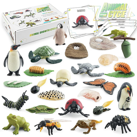 Animal Growth Cycle Model with Card Learning Kit 動物成長週期模型圖卡學習套裝