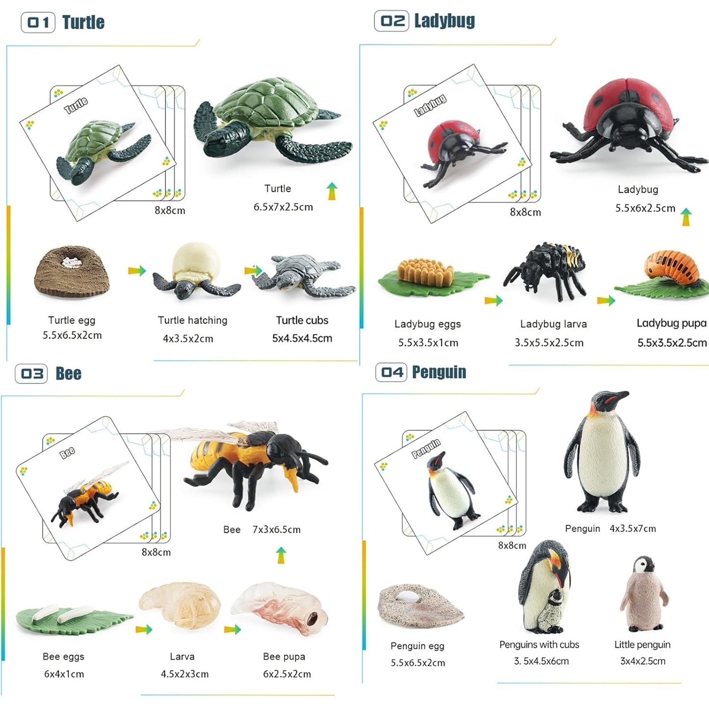 Animal Growth Cycle Model with Card Learning Kit 動物成長週期模型圖卡學習套裝