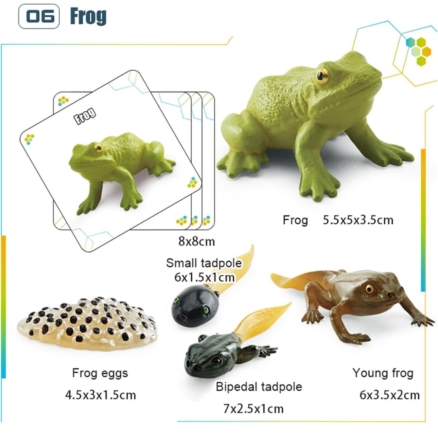 Animal Growth Cycle Model with Card Learning Kit 動物成長週期模型圖卡學習套裝