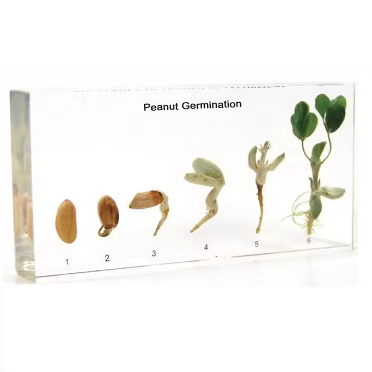 Kindermatic Peanut Germination Specimen 花生發芽過程標本
