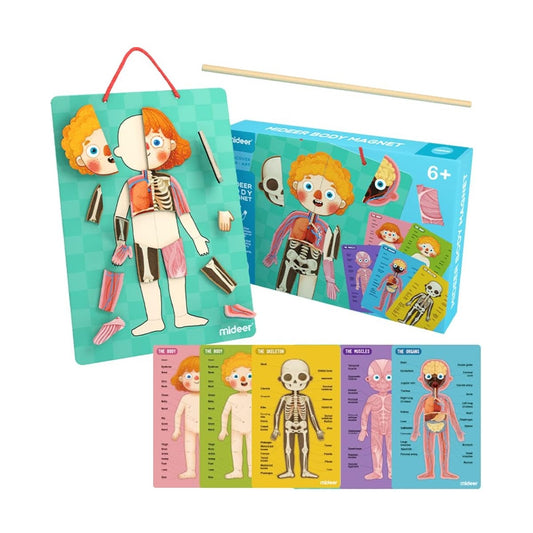 Human Body Learning Magnetic Puzzle 認識我們的身體磁性拼圖