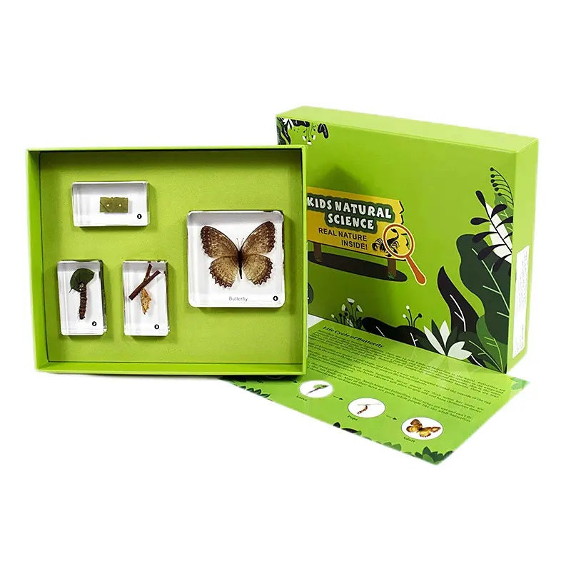 Kindermatic Life Cycle of Butterfly Specimen Boxset 蝴蝶成長記標本盒裝