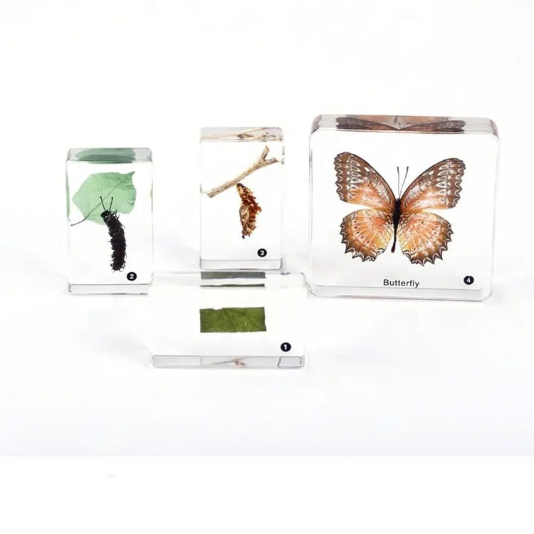 Kindermatic Life Cycle of Butterfly Specimen Boxset 蝴蝶成長記標本盒裝