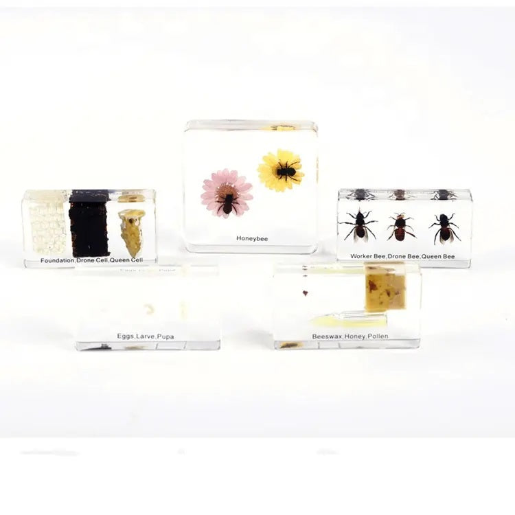 Kindermatic Life Cycle of Honeybee Specimen Boxset 蜜蜂成長記標本盒裝