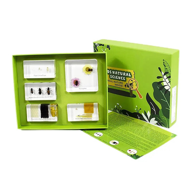 Kindermatic Life Cycle of Honeybee Specimen Boxset 蜜蜂成長記標本盒裝