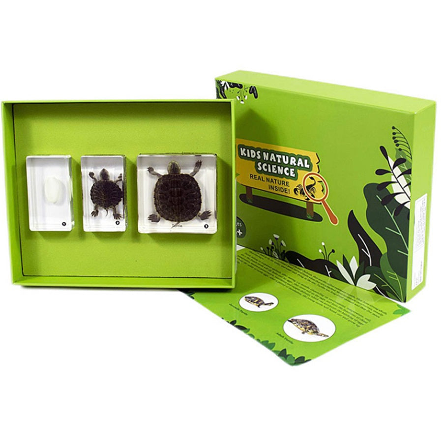 Kindermatic Life Cycle of Turtle Specimen Boxset 小龜成長記標本盒裝
