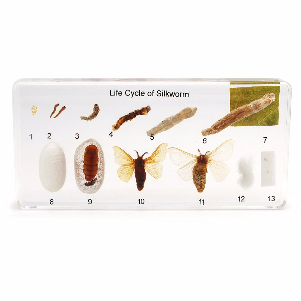 Kindermatic Life Cycle of Silkworm Specimens 桑蠶生長標本