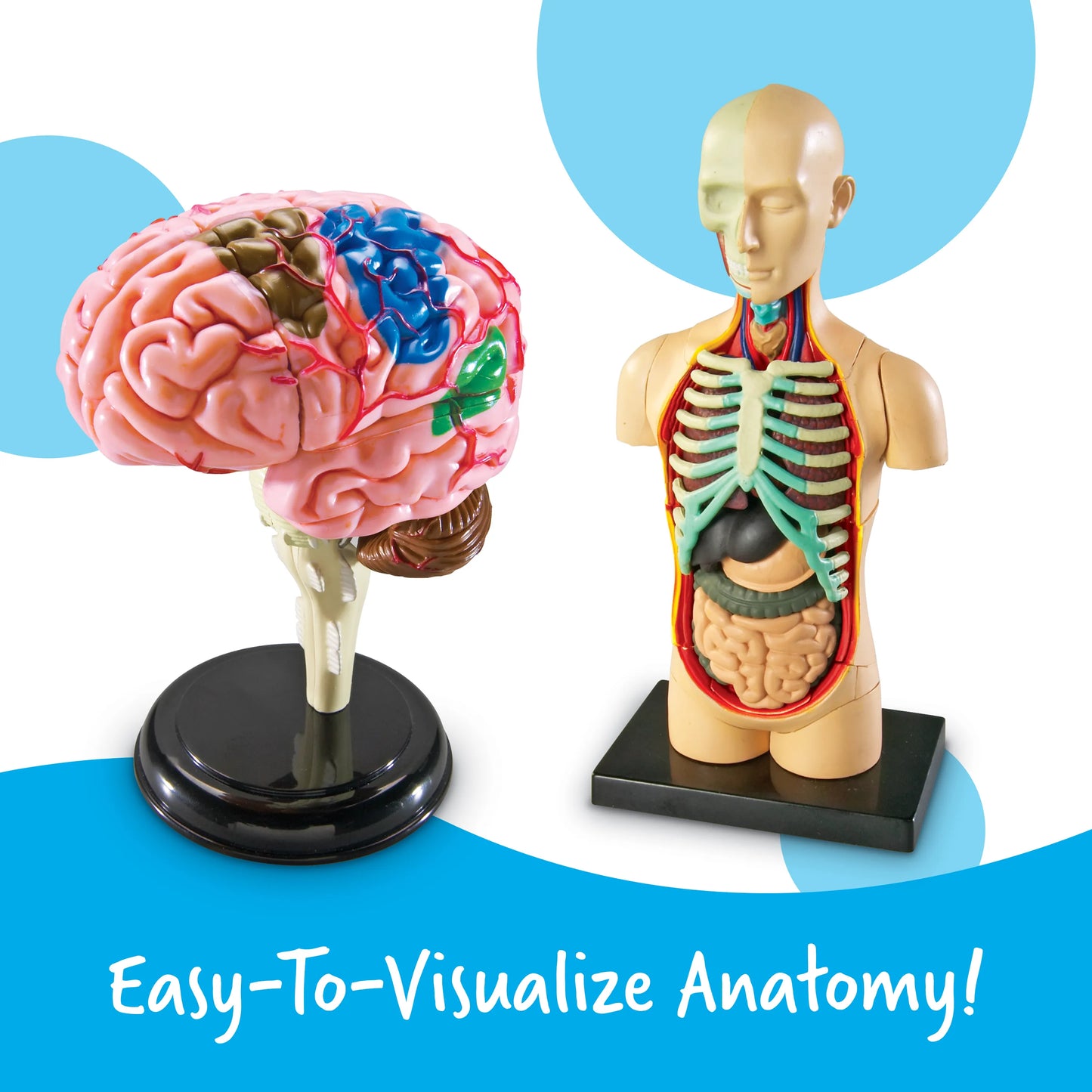 Learning Resources Anatomy Models Bundle