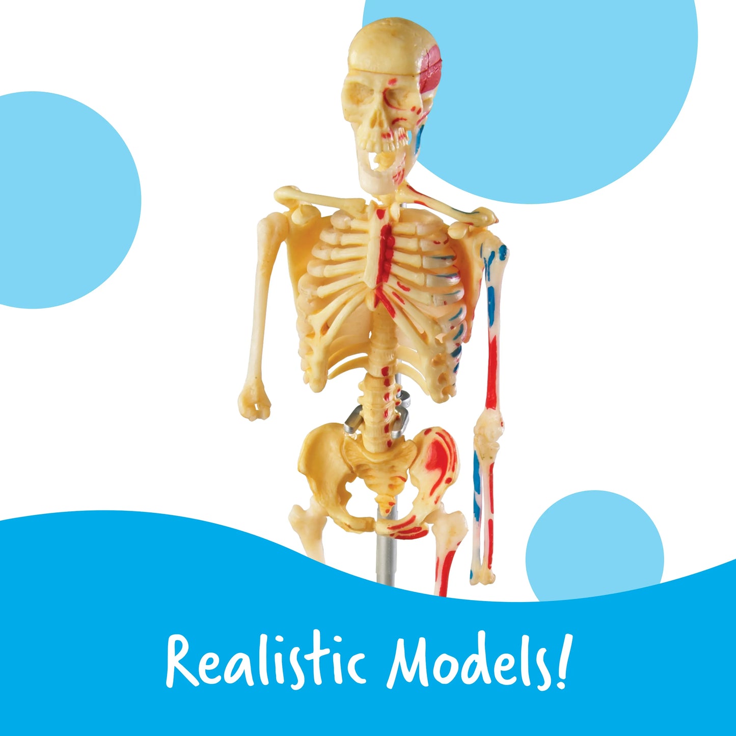 Learning Resources Anatomy Models Bundle