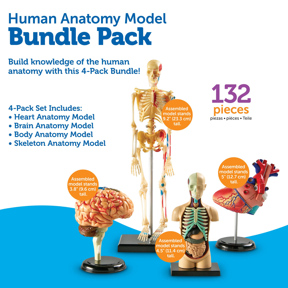 Javascript Anatomy Model Learning Resources Anatomy Models Bundle β MY SCHOOL BUS