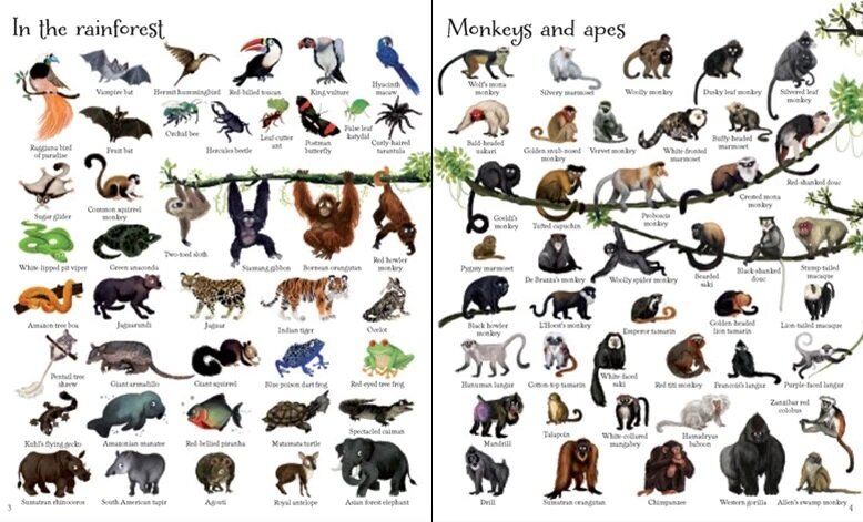 Usborne 1000 Animals 動物主題插圖字典