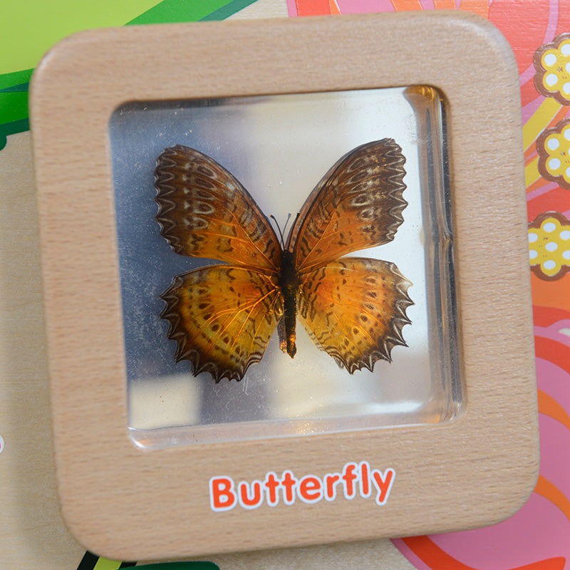 Masterkidz Wall Elements - Light-Up Butterfly Life Cycle Stages Panel 牆面遊戲-蝴蝶成長階段標本探索燈板