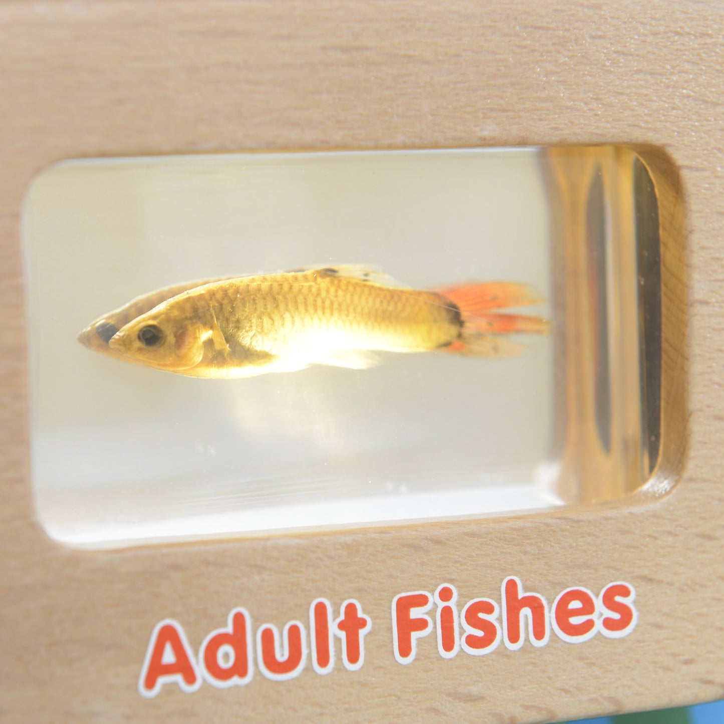 Masterkidz Wall Elements - Light-Up Fish Life Cycle Stages Panel 牆面遊戲-魚成長階段標本探索燈板