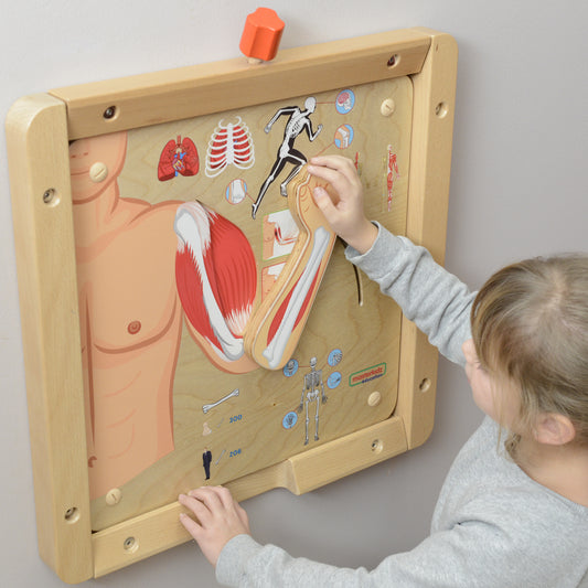Masterkidz Wall Element - Muscular and Skeletal Systems 牆面遊戲 - 肌肉骨骼系統