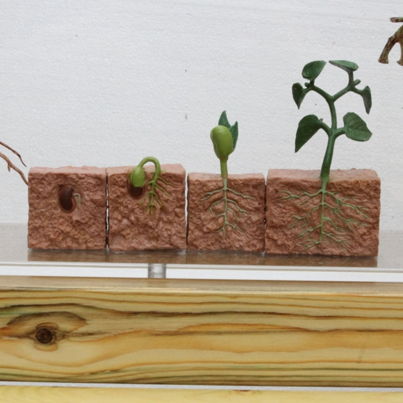 Insect Stand Masterkidz Insect and Plant Observation Stand 種養系列 - 昆蟲植物觀察站 – MY ...